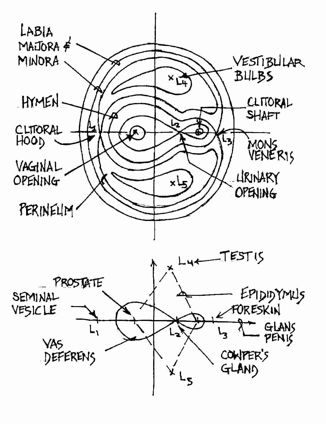 The Three Body Problem of Human Physiology; Zero Velocity Curves